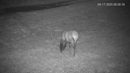Pennsylvania Elk Live Webcam - Sep 17, 2025, 6:27am EDT