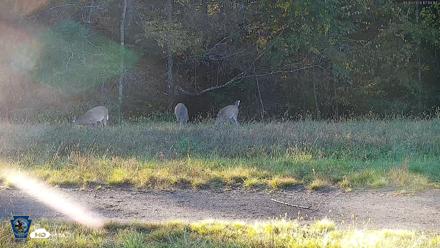 Pennsylvania Elk Live Webcam - Oct 3, 2026, 5:11pm EDT