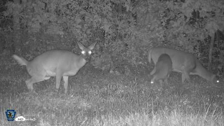 Pennsylvania Elk Live Webcam - Oct 3, 2026, 10:53pm EDT