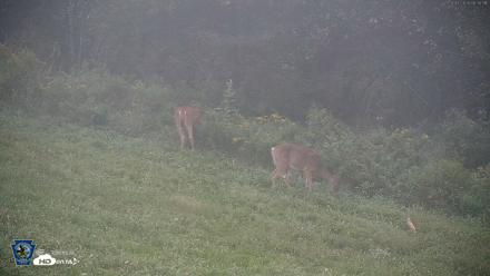Pennsylvania Elk Live Webcam - Sep 7, 2026, 6:36am EDT