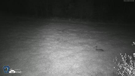 Pennsylvania Elk Live Webcam - Oct 2, 2026, 2:44am EDT