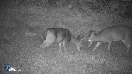 Pennsylvania Elk Live Webcam - Sep 28, 2026, 4:34am EDT