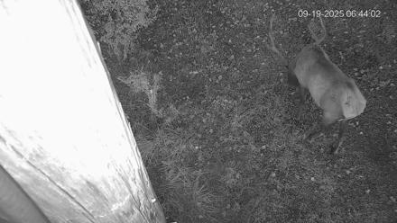 Pennsylvania Elk Live Webcam - Sep 19, 2025, 6:44am EDT