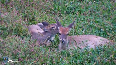 Pennsylvania Elk Live Webcam - Oct 1, 2026, 8:37am EDT
