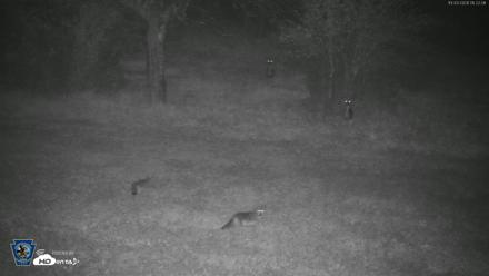 Pennsylvania Elk Live Webcam - Oct 3, 2026, 1:22am EDT