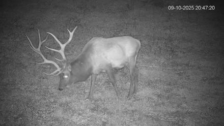 Pennsylvania Elk Live Webcam - Sep 10, 2025, 8:48pm EDT