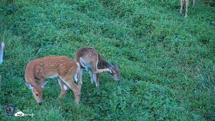 Pennsylvania Elk Live Webcam - Sep 5, 2026, 6:52pm EDT