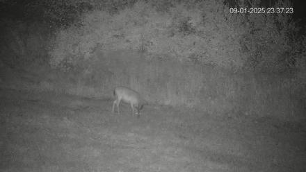 Pennsylvania Elk Live Webcam - Sep 1, 2025, 11:38pm EDT