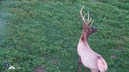 Pennsylvania Elk Live Webcam - Sep 6, 2026, 7:40pm EDT