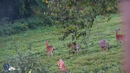 Pennsylvania Elk Live Webcam - Sep 5, 2026, 7:54am EDT