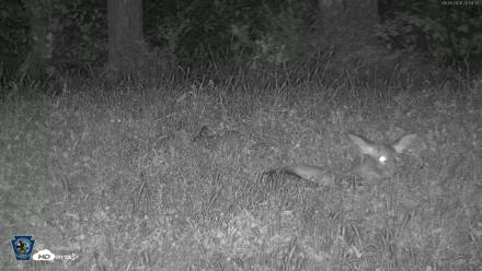 Pennsylvania Elk Live Webcam - Sep 29, 2026, 9:00pm EDT