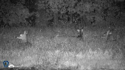 Pennsylvania Elk Live Webcam - Sep 27, 2026, 7:51pm EDT