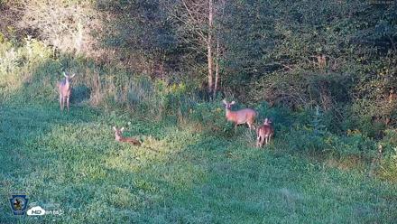 Pennsylvania Elk Live Webcam - Sep 6, 2026, 6:41pm EDT