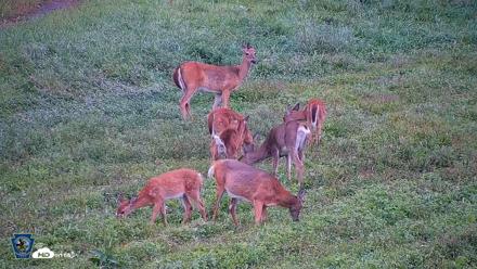 Pennsylvania Elk Live Webcam - Sep 6, 2026, 8:58am EDT