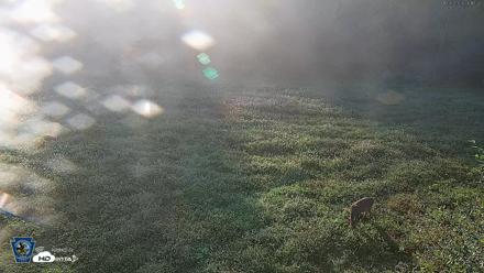 Pennsylvania Elk Live Webcam - Oct 3, 2026, 8:18am EDT