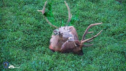 Pennsylvania Elk Live Webcam - Aug 7, 2026, 8:13pm EDT