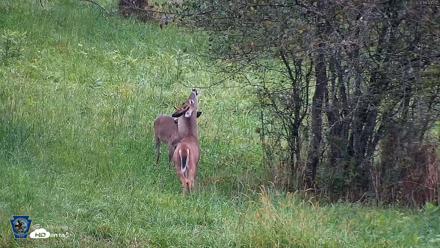 Pennsylvania Elk Live Webcam - Sep 28, 2026, 6:44pm EDT