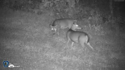 Pennsylvania Elk Live Webcam - Sep 28, 2026, 4:35am EDT