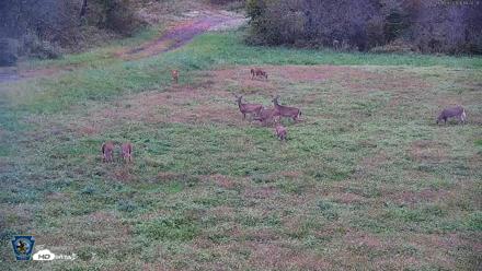Pennsylvania Elk Live Webcam - Oct 2, 2026, 6:21pm EDT