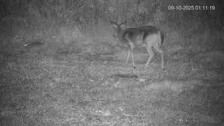 Pennsylvania Elk Live Webcam - Sep 10, 2025, 1:12am EDT