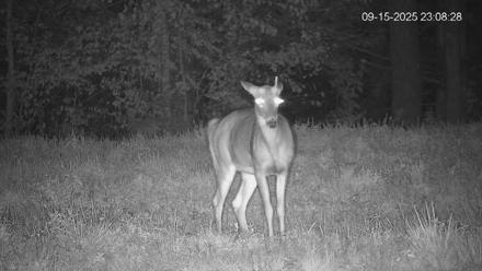 Pennsylvania Elk Live Webcam - Sep 15, 2025, 11:09pm EDT