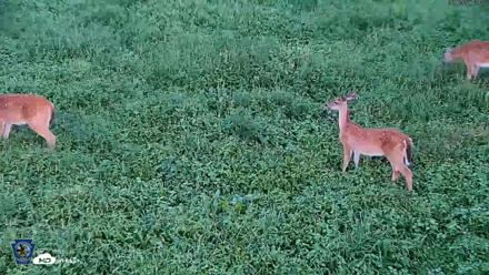 Pennsylvania Elk Live Webcam - Aug 21, 2026, 6:54pm EDT