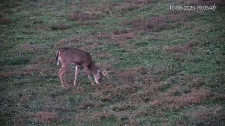 Pennsylvania Elk Live Webcam - Oct 8, 2025, 7:06pm EDT