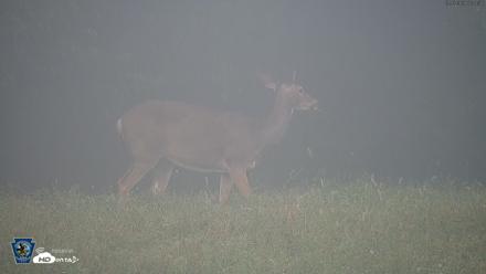 Pennsylvania Elk Live Webcam - Sep 7, 2026, 7:45am EDT
