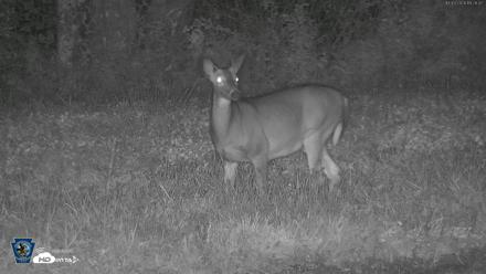 Pennsylvania Elk Live Webcam - Oct 3, 2026, 7:29pm EDT