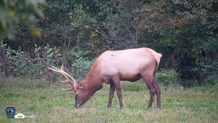 Pennsylvania Elk Live Webcam - Sep 9, 2026, 7:13pm EDT