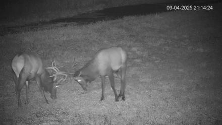 Pennsylvania Elk Live Webcam - Sep 4, 2025, 9:14pm EDT