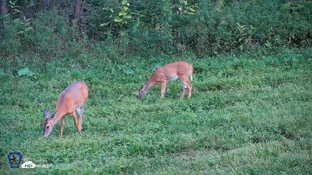 Pennsylvania Elk Live Webcam - Sep 4, 2026, 6:49pm EDT