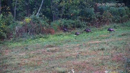 Pennsylvania Elk Live Webcam - Sep 6, 2025, 8:00am EDT