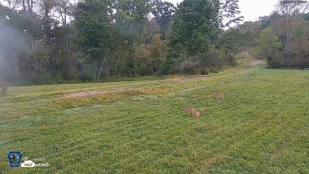 Pennsylvania Elk Live Webcam - Sep 9, 2026, 7:10am EDT