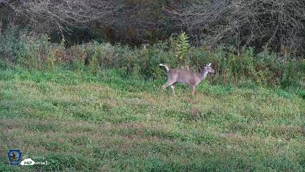 Pennsylvania Elk Live Webcam - Sep 30, 2026, 5:15pm EDT