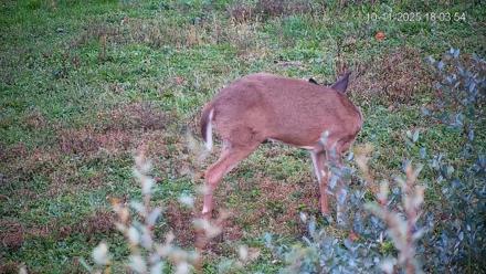 Pennsylvania Elk Live Webcam - Oct 11, 2025, 6:04pm EDT