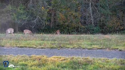 Pennsylvania Elk Live Webcam - Oct 3, 2026, 5:25pm EDT