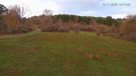 Pennsylvania Elk Live Webcam - Oct 11, 2025, 6:15pm EDT