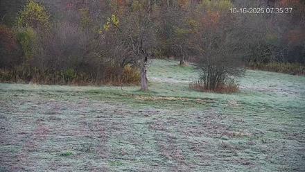 Pennsylvania Elk Live Webcam - Oct 16, 2025, 7:36am EDT