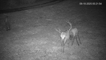 Pennsylvania Elk Live Webcam - Sep 10, 2025, 5:22am EDT