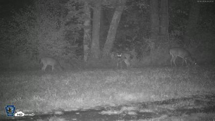 Pennsylvania Elk Live Webcam - Sep 30, 2026, 4:22am EDT