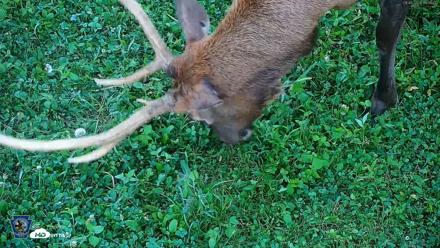 Pennsylvania Elk Live Webcam - Sep 6, 2026, 7:35pm EDT
