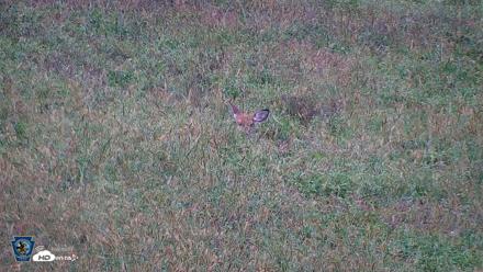 Pennsylvania Elk Live Webcam - Sep 28, 2026, 6:26pm EDT