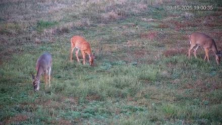 Pennsylvania Elk Live Webcam - Sep 15, 2025, 7:01pm EDT