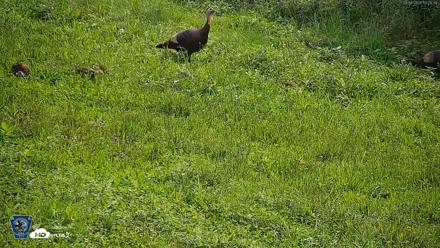 Pennsylvania Elk Live Webcam - Aug 8, 2026, 10:27am EDT