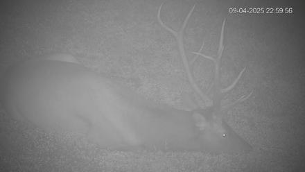 Pennsylvania Elk Live Webcam - Sep 4, 2025, 11:00pm EDT