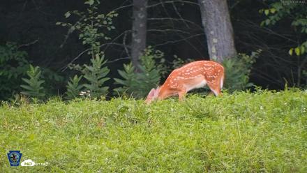Pennsylvania Elk Live Webcam - Aug 5, 2026, 8:07pm EDT
