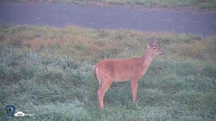 Pennsylvania Elk Live Webcam - Sep 6, 2026, 7:21am EDT