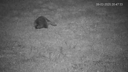 Pennsylvania Elk Live Webcam - Sep 2, 2025, 8:48pm EDT