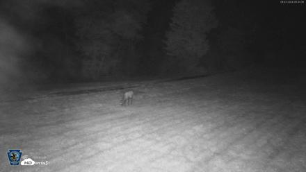 Pennsylvania Elk Live Webcam - Sep 7, 2026, 1:45am EDT